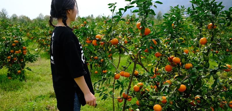 云南沃柑跟广西沃柑哪个好（云南沃柑和广西沃柑哪个更甜更好吃）(图12)