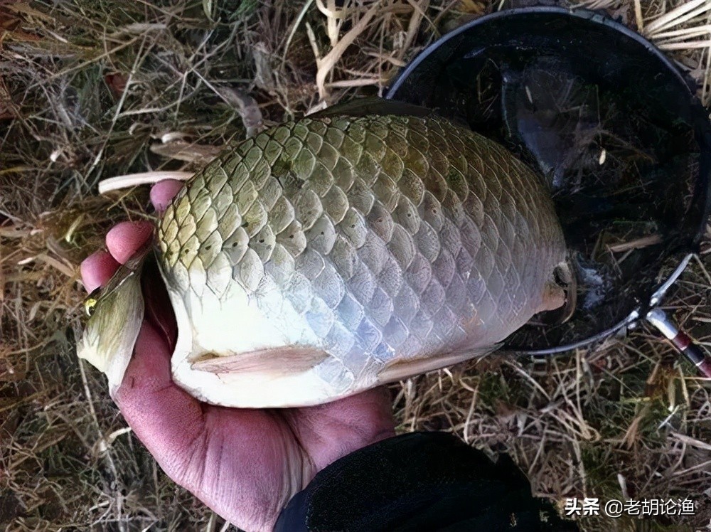 钓鲫鱼用什么饵料最好 秋天 野钓（钓鲫鱼什么饵料最好用）(图3)