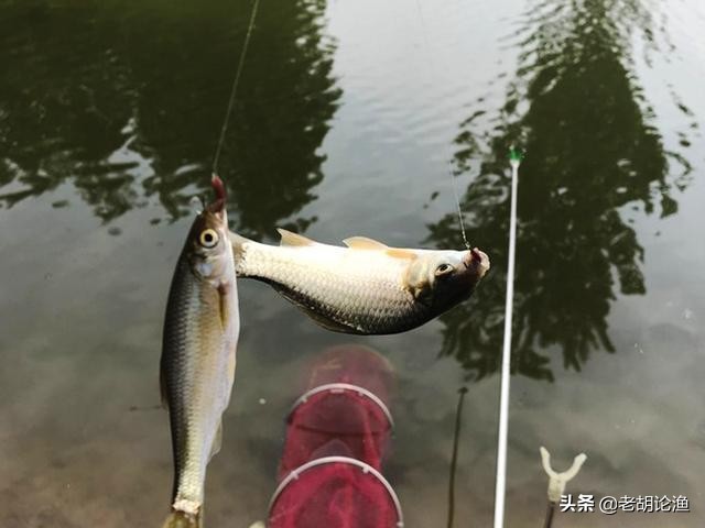 钓鲫鱼用什么饵料最好 秋天 野钓（钓鲫鱼什么饵料最好用）(图4)