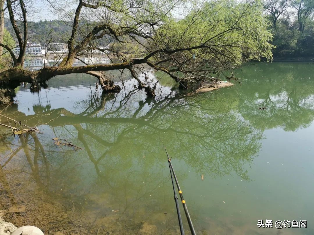 钓鲶鱼用什么窝料最好野生的（钓鲶鱼用什么饵料最好）(图3)