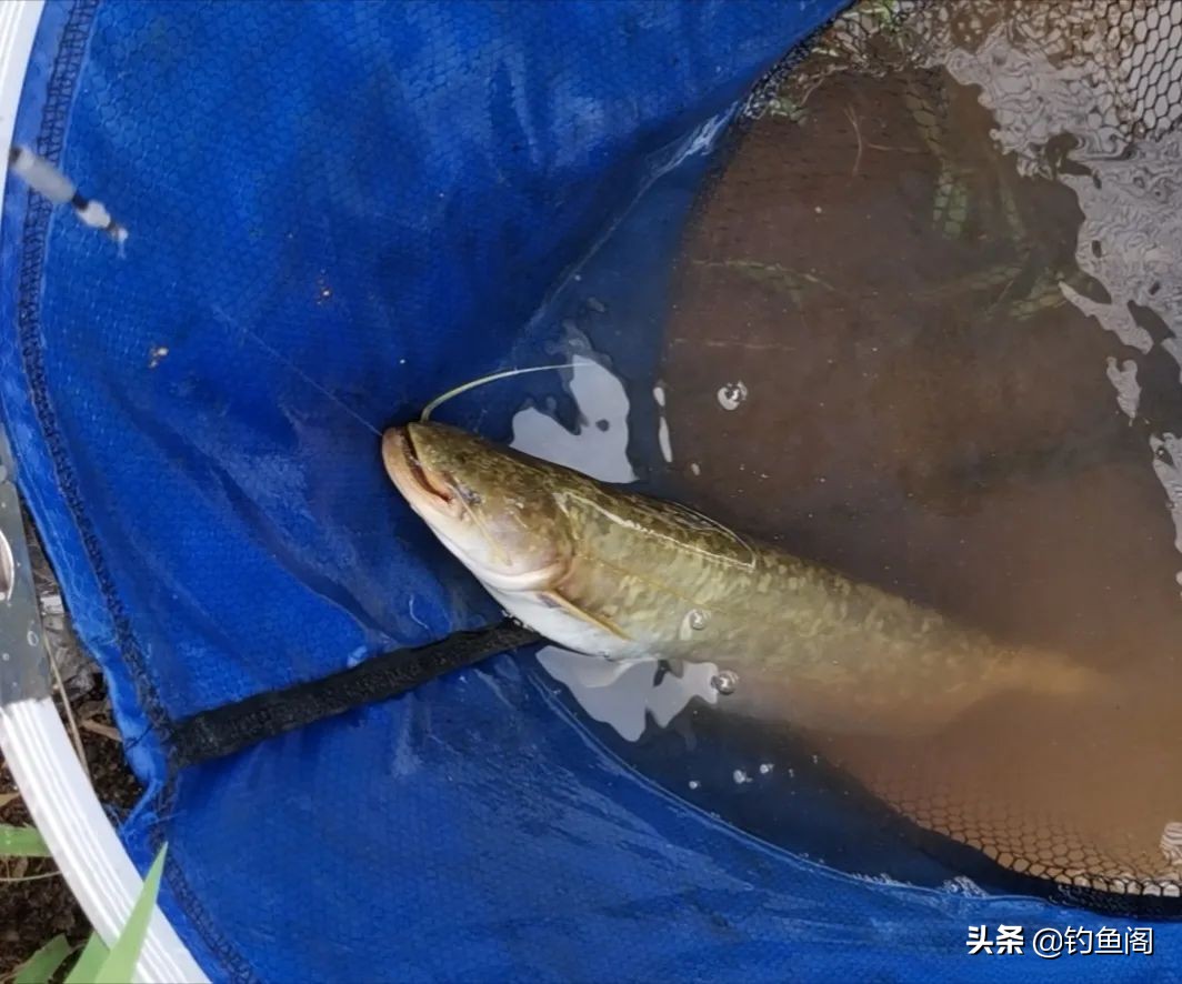 钓鲶鱼用什么窝料最好野生的（钓鲶鱼用什么饵料最好）(图5)