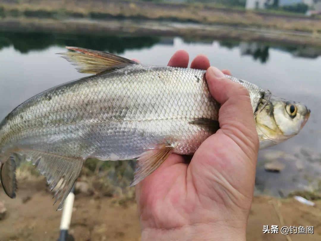 钓翘嘴鱼用玉米还是饵料（钓翘嘴鱼的最佳饵料）(图7)