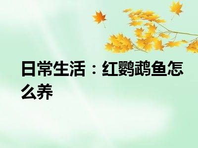 日常生活：红鹦鹉鱼怎么养