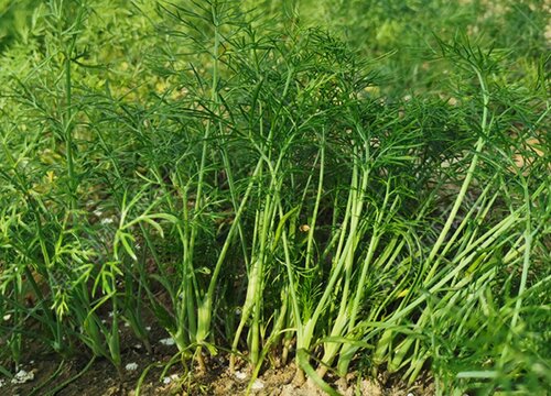 茎加粗生长是什么的结果（茎是如何加粗生长的原因）(图3)