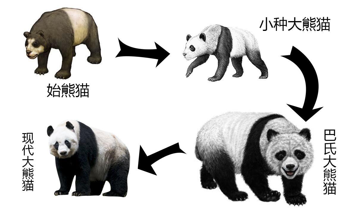 野生大熊猫生活在什么地方-为什么（野生大熊猫住在哪里）