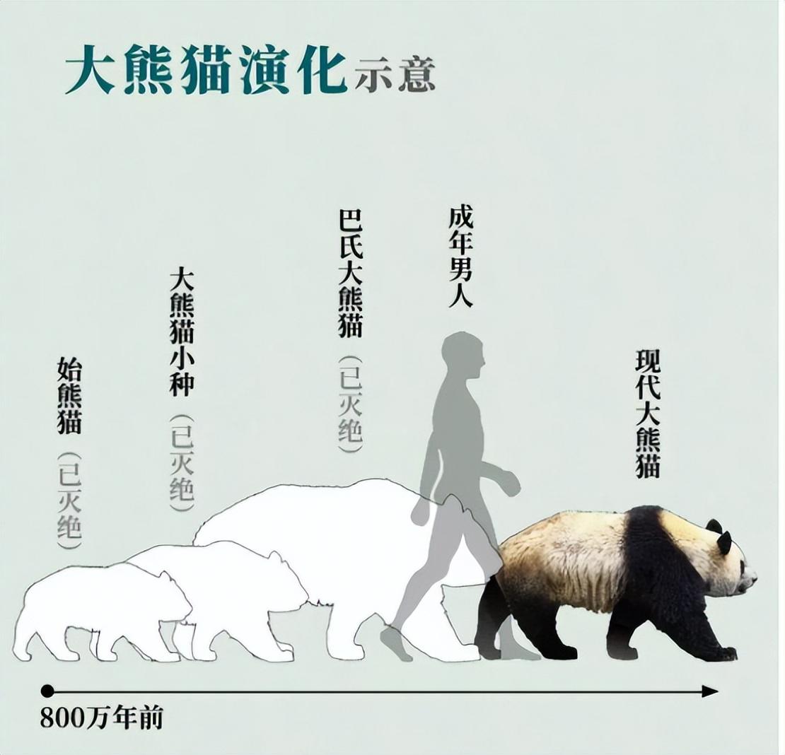 野生大熊猫生活在什么地方-为什么（野生大熊猫住在哪里）(图4)