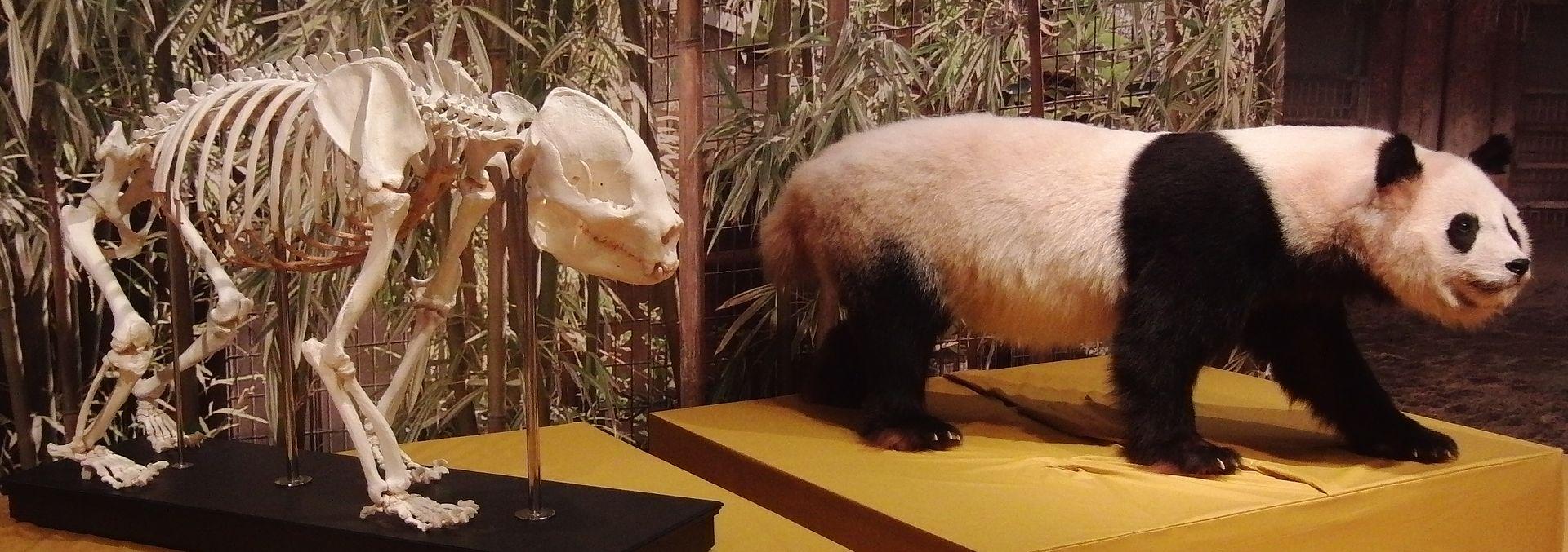 野生大熊猫生活在什么地方-为什么（野生大熊猫住在哪里）(图15)