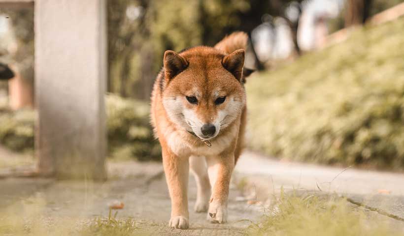 狗吃屎是怎么办（狗吃屎是为什么）(图5)