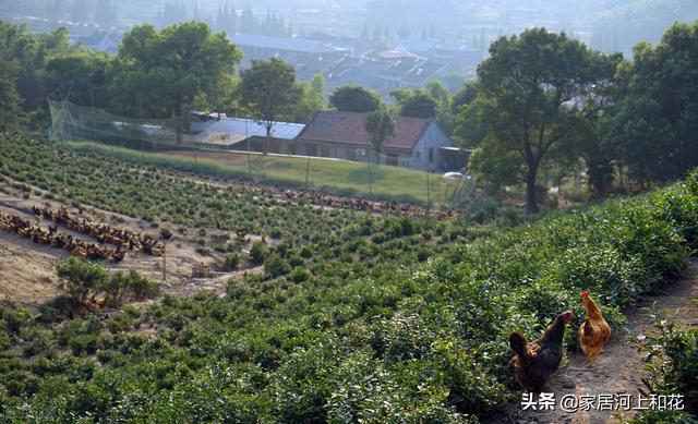 鸡为什么在树上（100只鸡到荒野中三年后会怎么样）(图1)