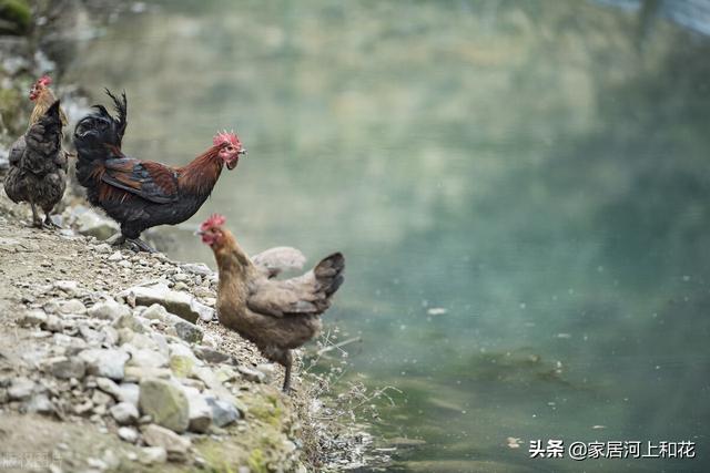 鸡为什么在树上（100只鸡到荒野中三年后会怎么样）(图7)