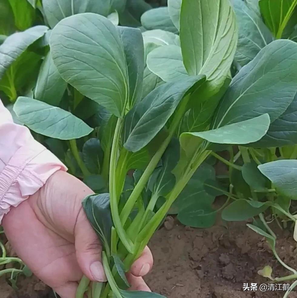 鸡毛菜什么品种最好（鸡毛菜是什么菜）