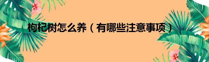 枸杞树怎么养（有哪些注意事项）