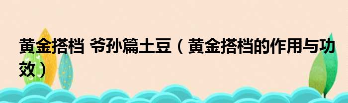 黄金搭档 爷孙篇土豆（黄金搭档的作用与功效）