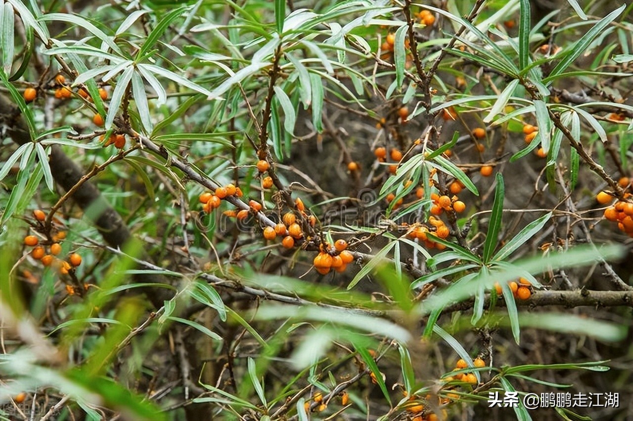 内蒙古10大特色美食（内蒙古十大特产有什么）(图5)