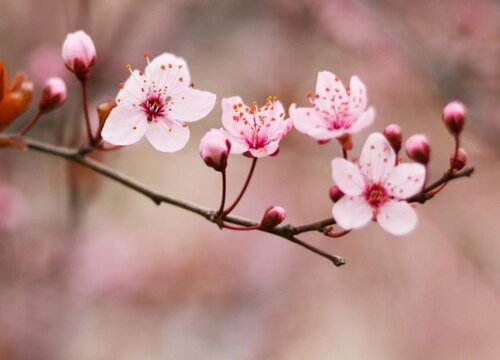 梅花的生长特性是什么（梅花的象征意义和精神品质）