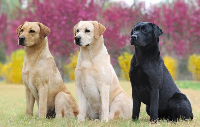 适合家养的超大型犬排名（大型宠物狗的品种图片大全及名称）(图2)