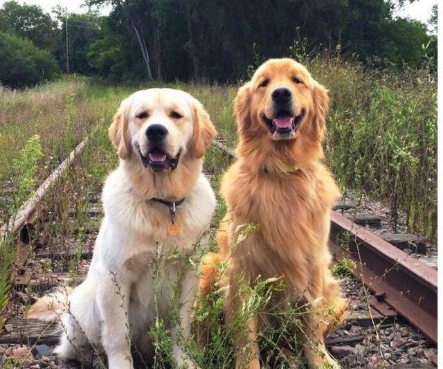 适合家养的超大型犬排名（大型宠物狗的品种图片大全及名称）(图3)