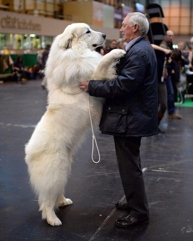 适合家养的超大型犬排名（大型宠物狗的品种图片大全及名称）(图10)