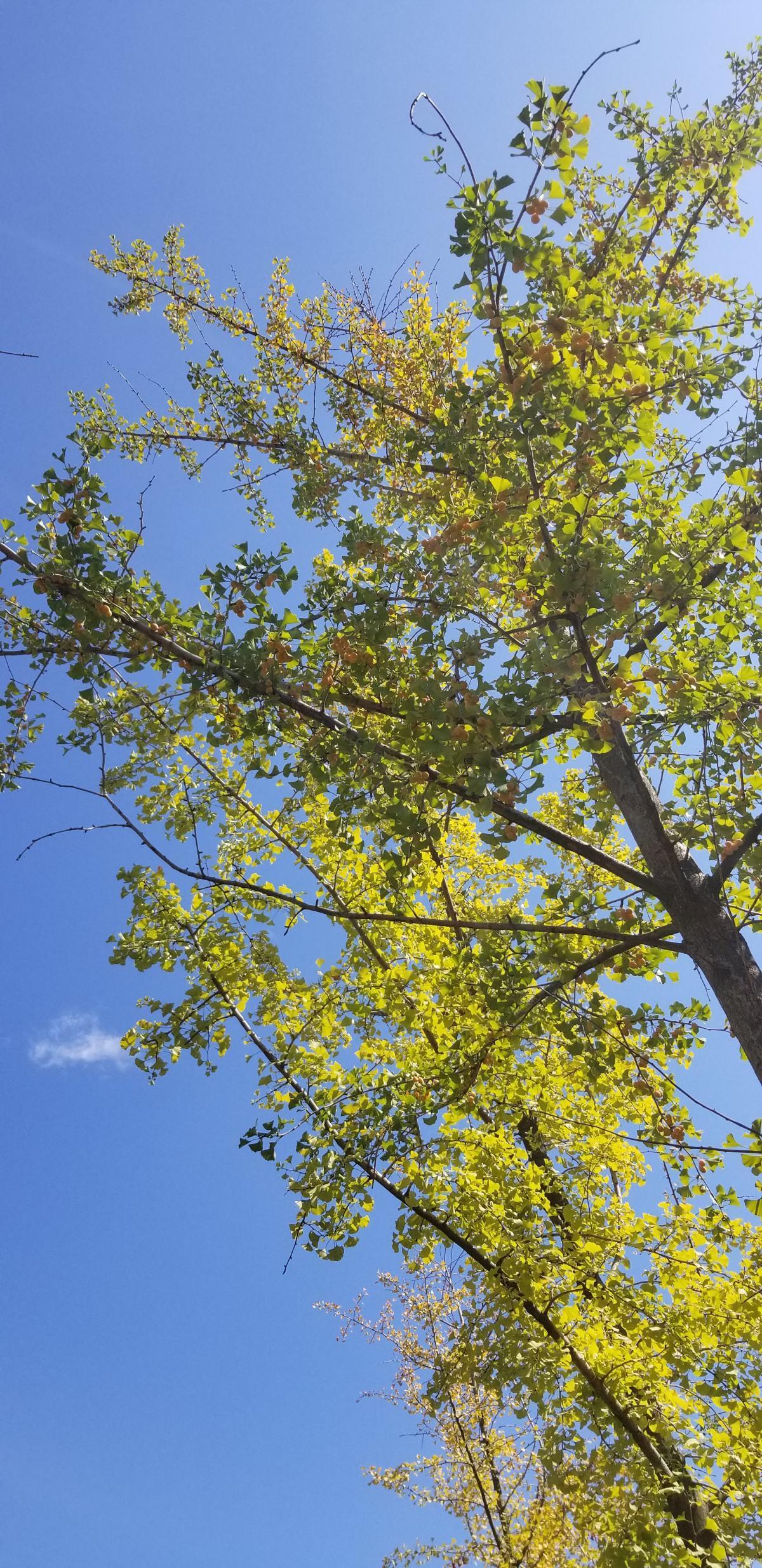 植物中的老寿星（植物界超级寿星是什么）