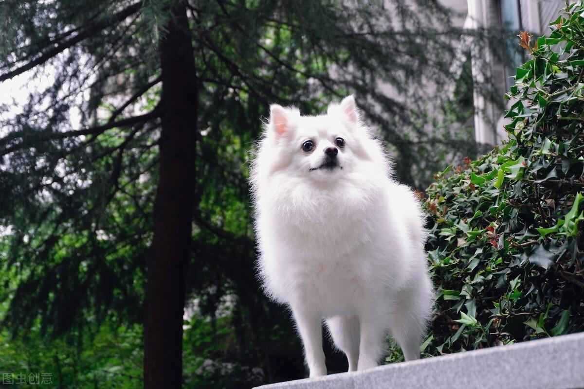 银狐犬好养吗-银狐犬优缺点分析（银狐犬的优缺点是什么）(图2)