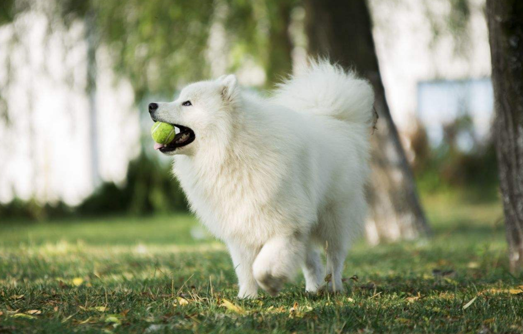 银狐犬好养吗-银狐犬优缺点分析（银狐犬的优缺点是什么）(图4)