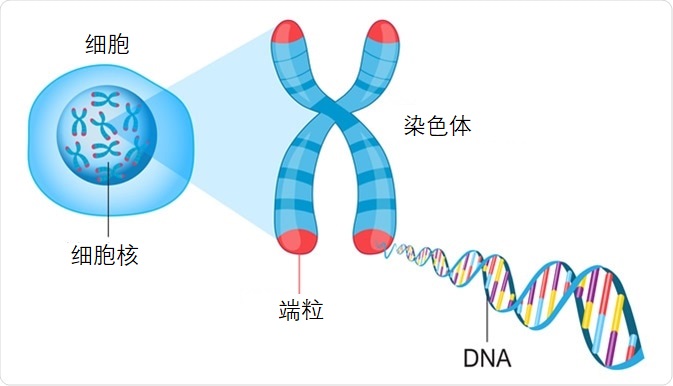 家养巴西龟最多能活多少年（乌龟能活多久）(图8)