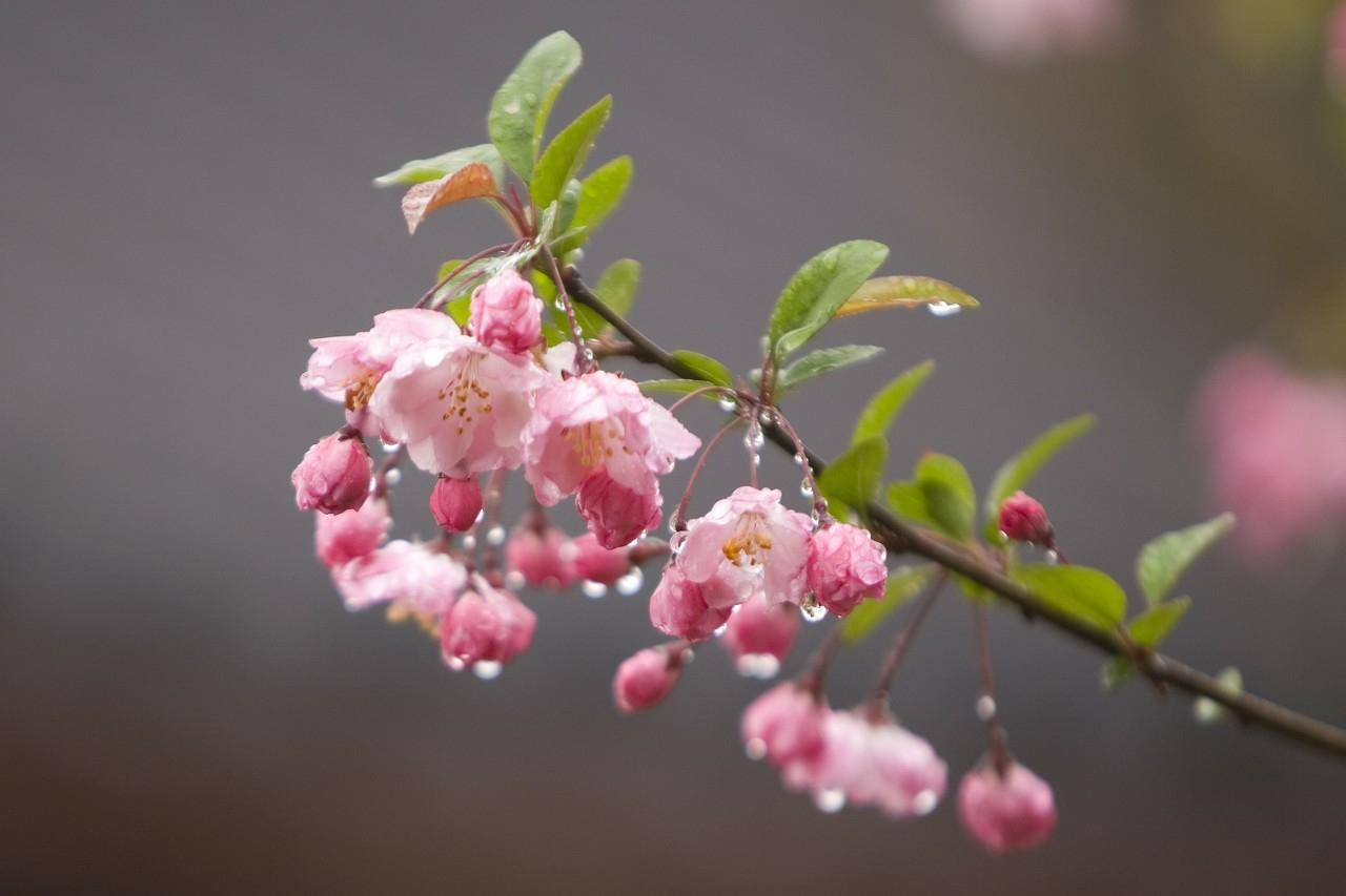 桃花的 诗句（关于桃花的浪漫诗句有哪些）(图1)