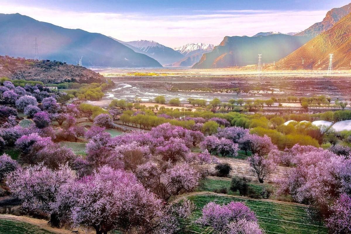 桃花的 诗句（关于桃花的浪漫诗句有哪些）(图6)