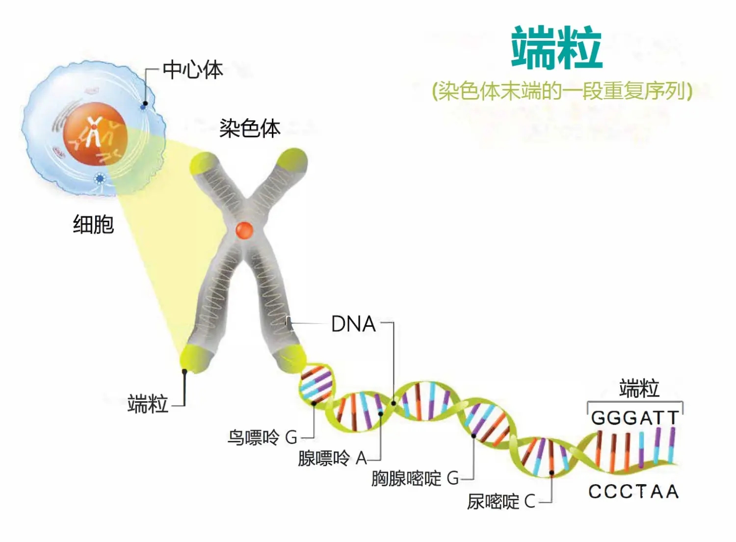 人类为什么没有永生能力（人的寿命最长达到多少岁）(图5)