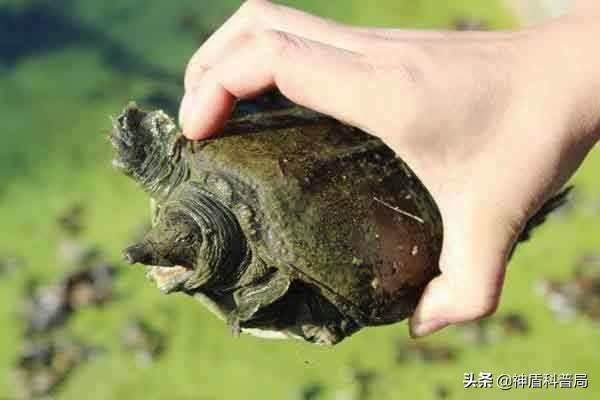 王八和甲鱼是一样的吗-（王八和甲鱼是一个东西吗）(图3)