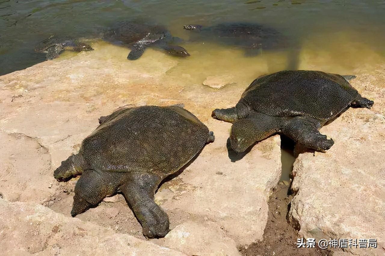 王八和甲鱼是一样的吗-（王八和甲鱼是一个东西吗）(图11)