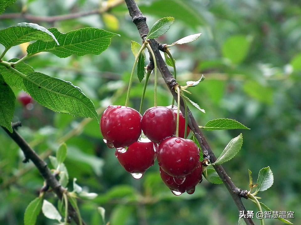 适合大棚种植的水果有哪些（新手种大棚适合种什么蔬菜）(图4)