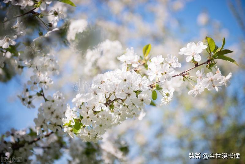 寻胡隐君高启的诗的意思（寻胡隐君古诗翻译及赏析）(图6)