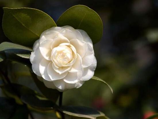 白色山茶花和红色山茶花（山茶花的花语是什么意思）(图3)