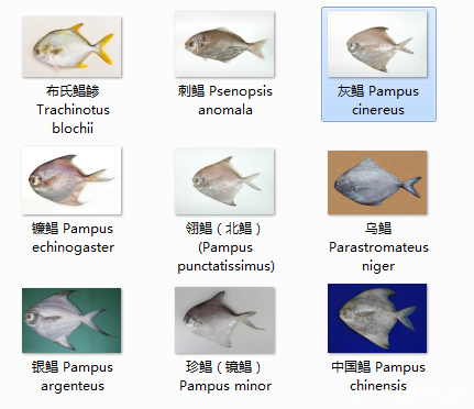 鲳鱼怎么吃好吃吗（鲳鱼刺多吗有哪些种类）(图2)