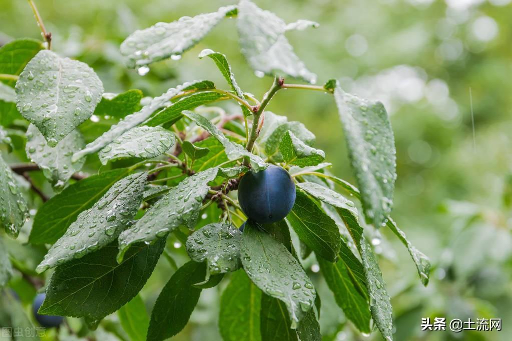 的梅雨季节什么时候开始什么时候结束（梅雨季节是几月份）(图2)