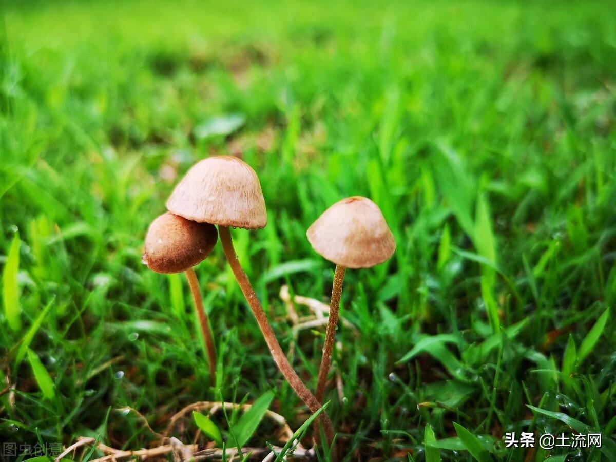 的梅雨季节什么时候开始什么时候结束（梅雨季节是几月份）(图3)