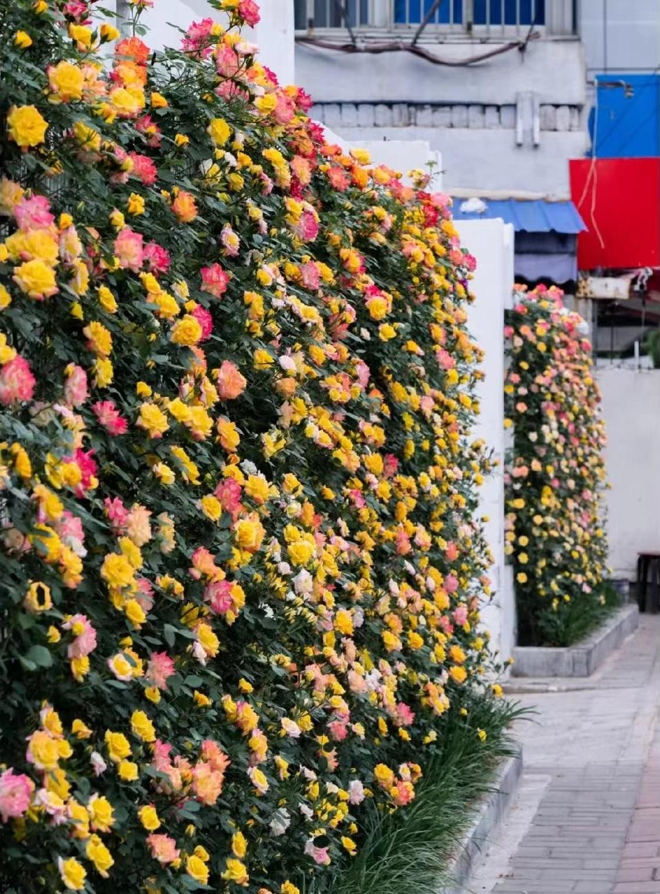 月季花 彩虹（月季花名叫彩虹的是什么样子）(图5)