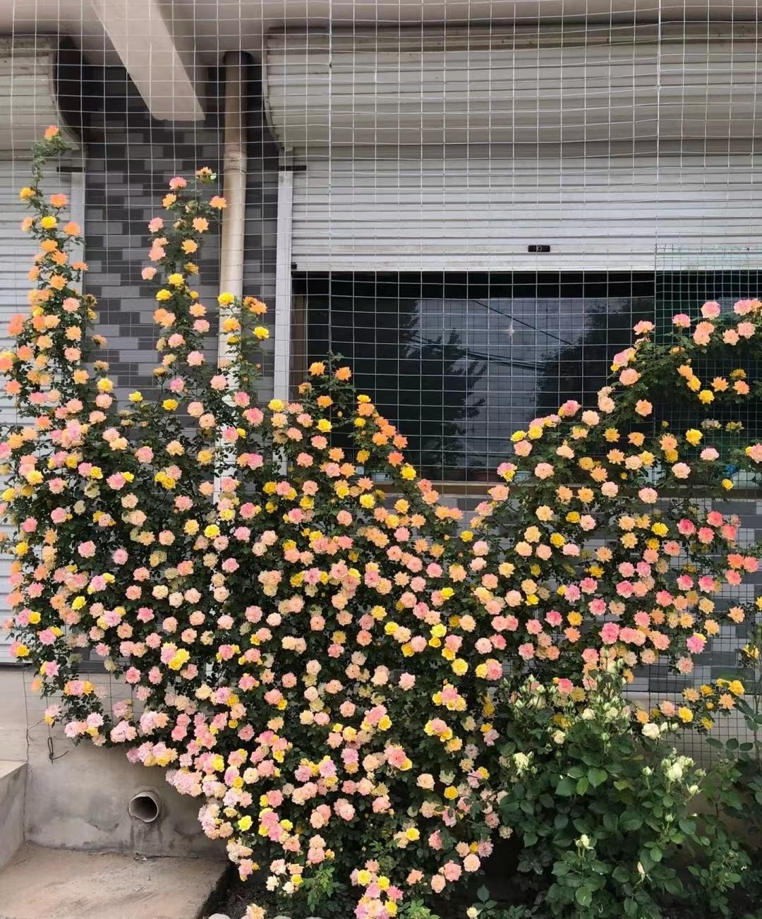 月季花 彩虹（月季花名叫彩虹的是什么样子）(图7)