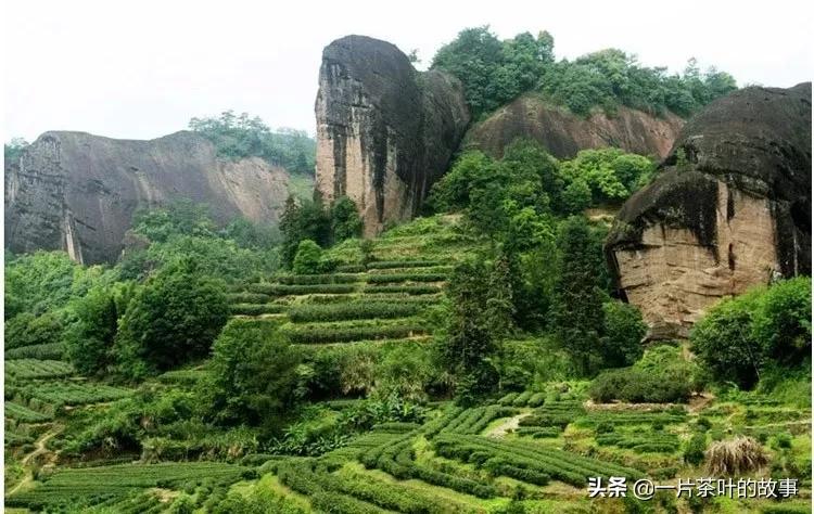 大红袍属于红茶类吗-（大红袍属于红茶吗）(图2)