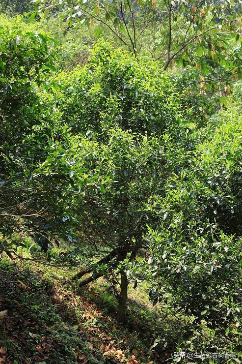 云南普洱茶景迈山产地图片（景迈普洱茶什么档次最好）(图1)