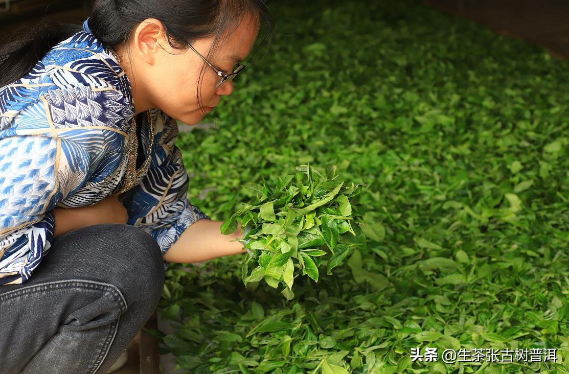 云南普洱茶景迈山产地图片（景迈普洱茶什么档次最好）(图3)