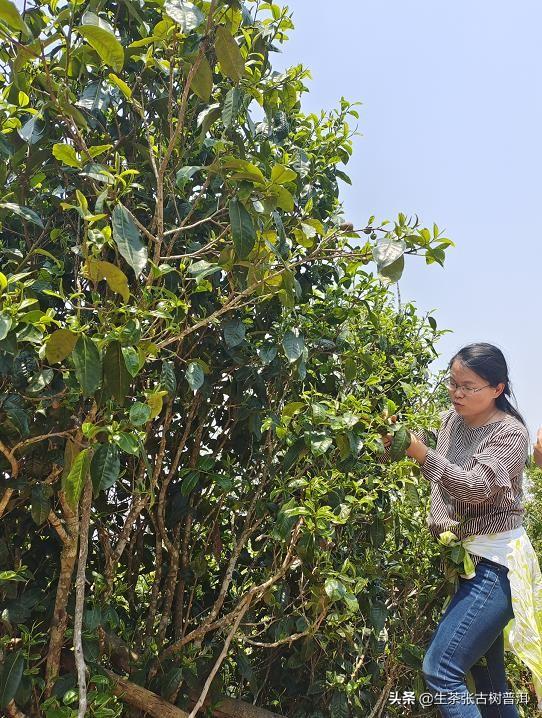 云南普洱茶景迈山产地图片（景迈普洱茶什么档次最好）(图6)