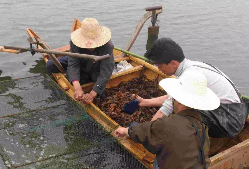 中国小龙虾产量大县有哪些（中国小龙虾之乡是哪里）(图2)