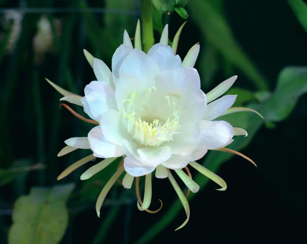 昙花一现刹那芳华唯美句子（赞美昙花的诗句名言）(图5)