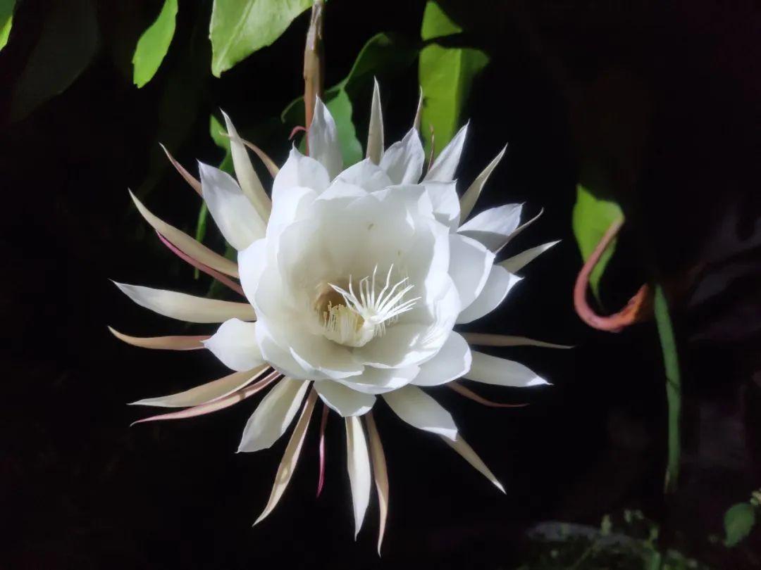 昙花一现刹那芳华唯美句子（赞美昙花的诗句名言）(图11)