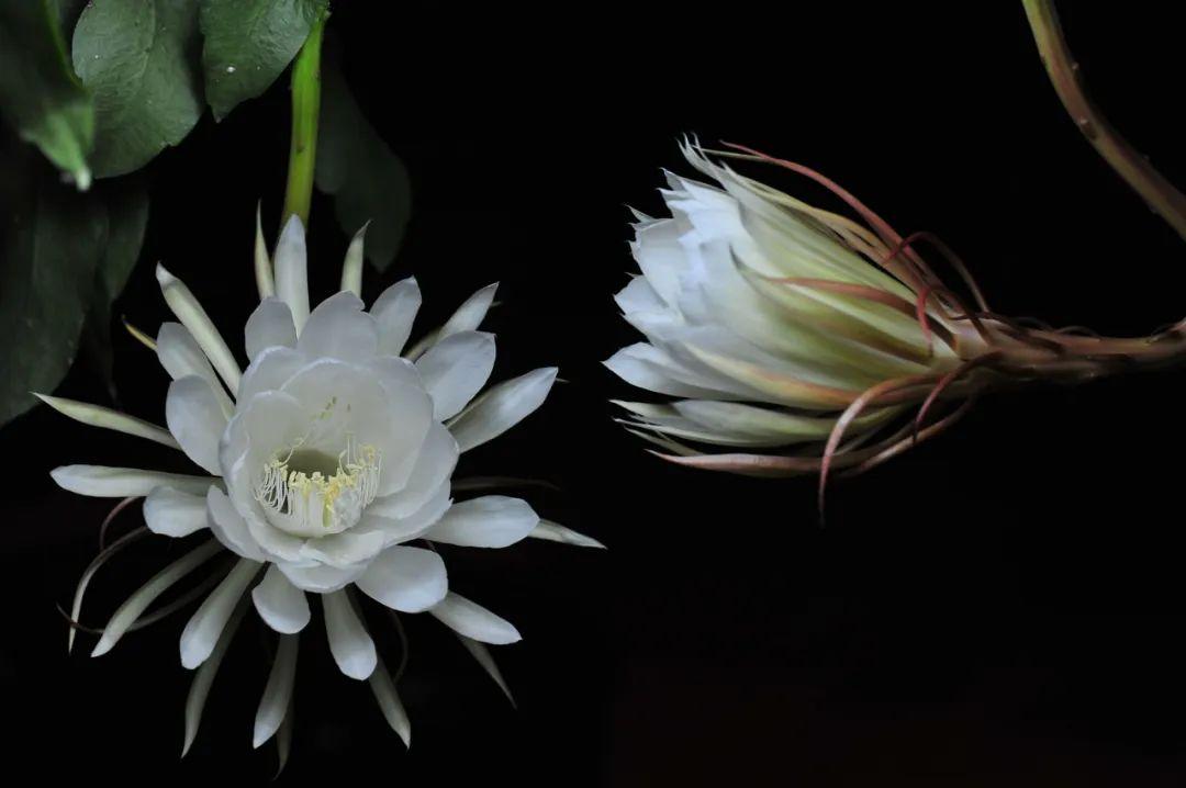 昙花一现刹那芳华唯美句子（赞美昙花的诗句名言）(图17)