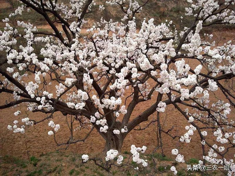 东不栽榆,西不栽桃（榆树风水禁忌及讲究说法）(图8)