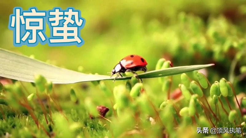 关于春天的六个节气是哪些（春季节气有哪些）(图3)