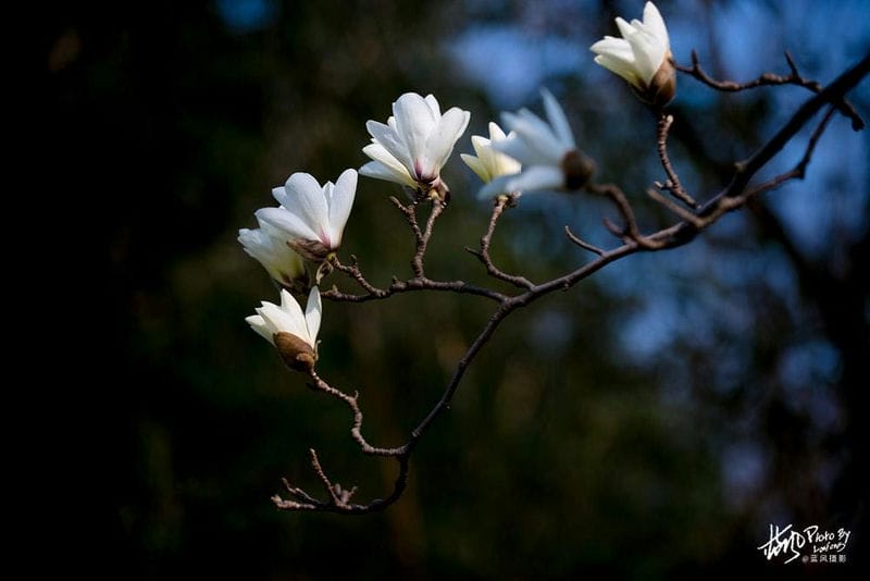 白玉兰是上海市市花吗（上海的市花是哪种花）(图1)